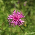 IMG 3775