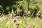 IMG 3776