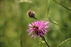 IMG 3783