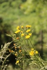 IMG 3785