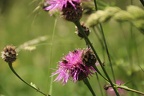 IMG 3793