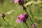 IMG 3794