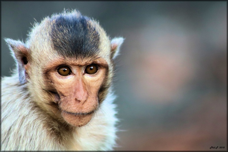 monkey (3).jpg