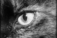 cato